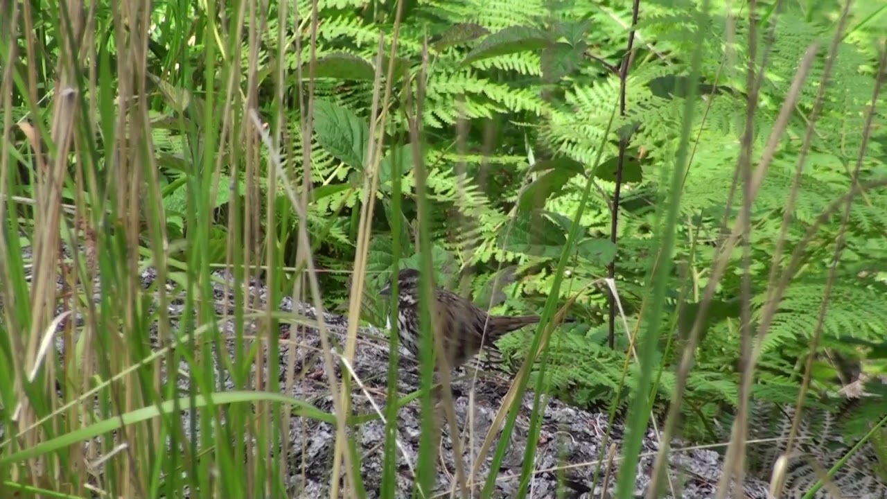 Song Sparrow - Chimp calls