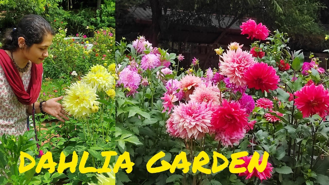 ಸುಂದರ ಡೇಲಿಯಾ ಗಾರ್ಡನ್/ Spectacular Dahlia Garden at Sri Ramakrishna Ashrama🙏