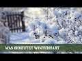 Winterharte Pflanzen - Grundwissen für deinen Garten
