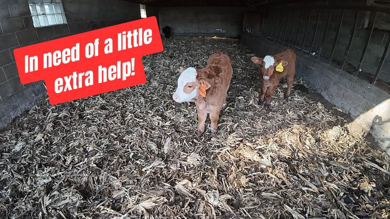 CALVES need a little help dealing with the spring weather in Wisconsin.