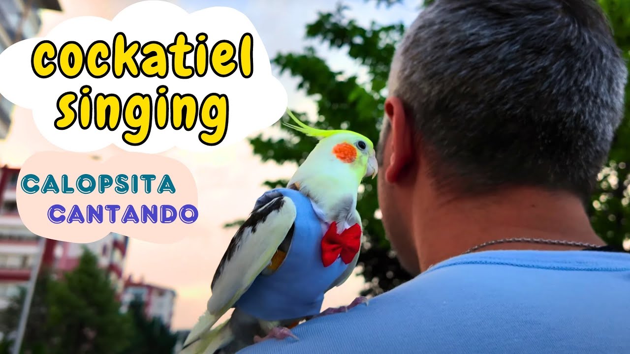 Best Cockatiel singing collection 2 hours 4K video Background - YouTube