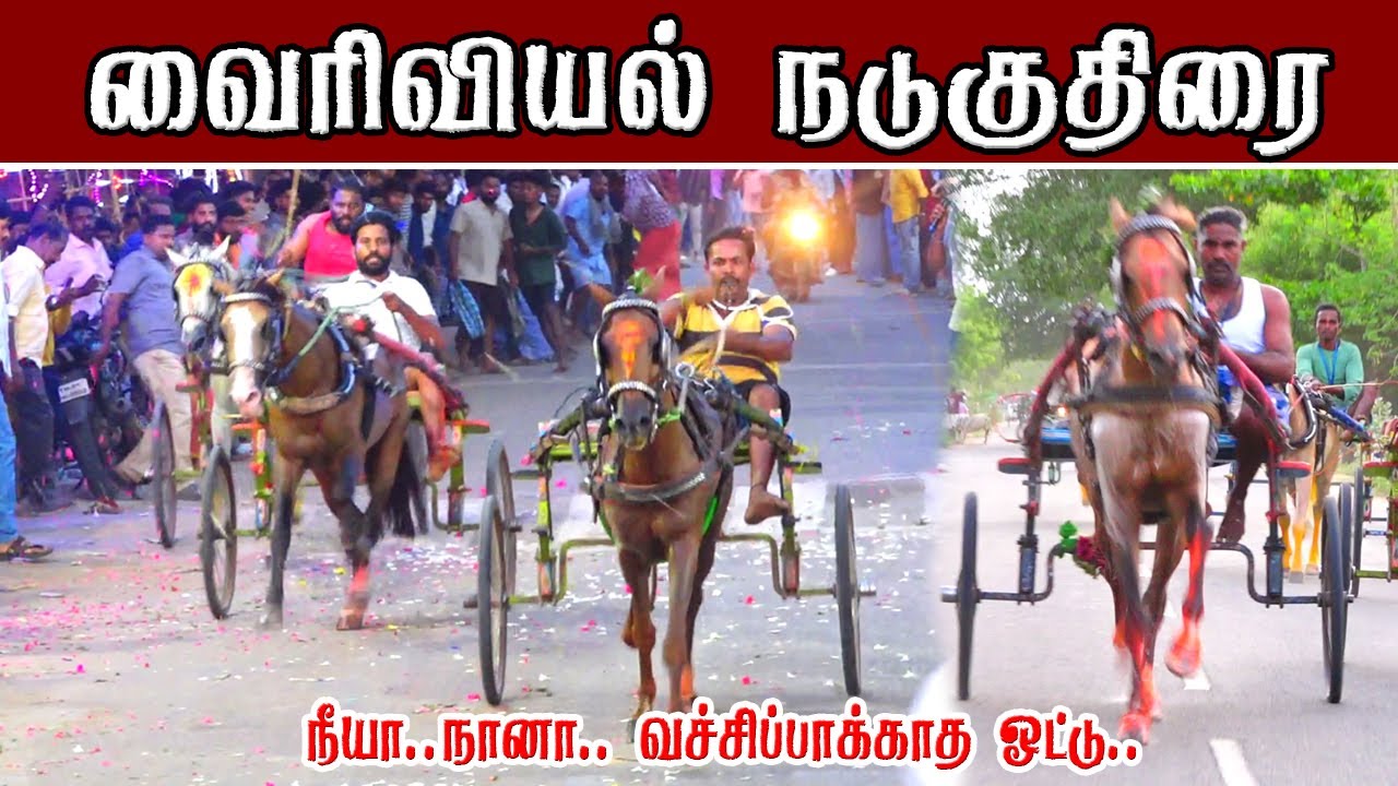 உலக புகழ் பெற்ற வைரிவயல் நடுக்குதிரை பந்தயம் 28,05,2025