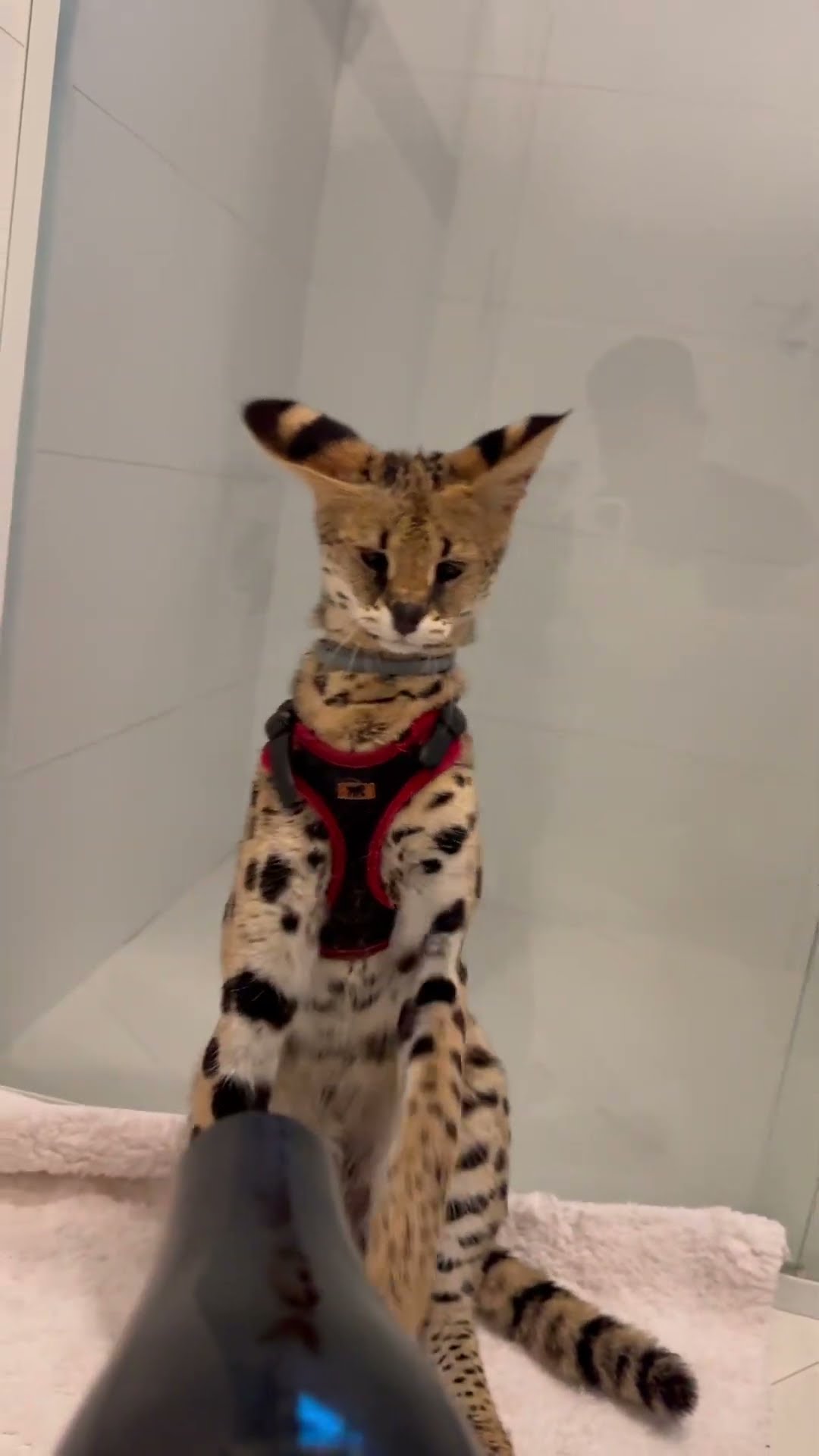 A mira agora é boxeadora! Desafiando qualquer gato kkkk