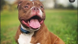 How To Tell If You Have A Pocket, Standard, Classic, Or XL Americanbully👀‼️⚠️