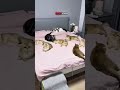 Girl Built the Cutest Anti-Cat Cage Ever 😹🐦 #pets #catvideos