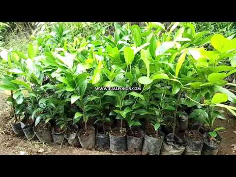 Cocok Segala Media Tanam: Bibit Sawo Black Sapote