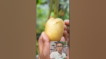 Cách Chiết Cây Của Nước Người Ta #trongcay #chietcanh #nhangiong #caytrongchau #kichre #kichhoa