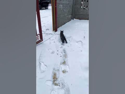 Анхны цас☃️ ️🌨️ - YouTube