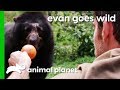 Hand-Feeding A Semi-Wild Spectacled Bear In Peru | Evan Goes Wild