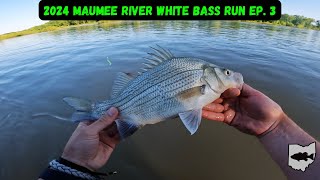 2024 Maumee River White Bass Run Ep. 3 - Bigger Fish Moving In