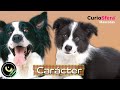 Border Collie | Carácter | Temperamento 🐕