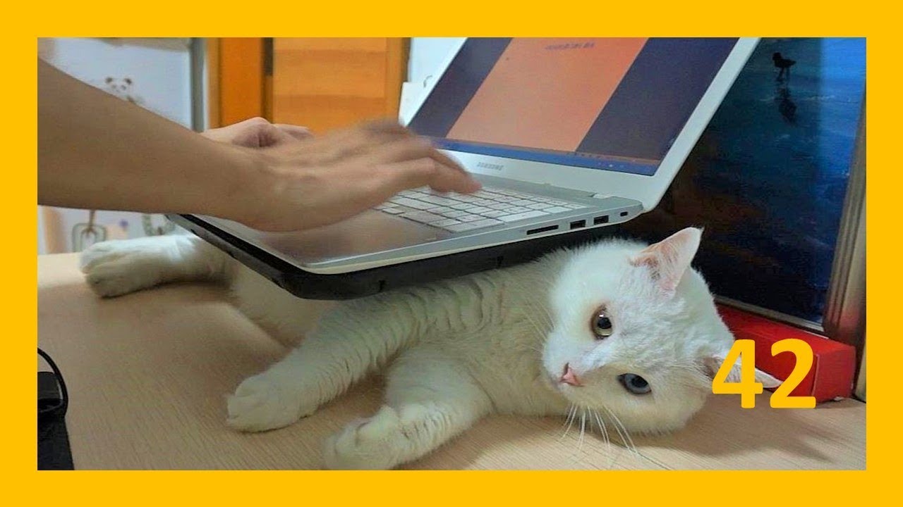 白胖过来 42 猫做错事 被改造成电脑支架 感觉棒棒哒 Youtube