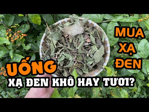 Nên uống lá