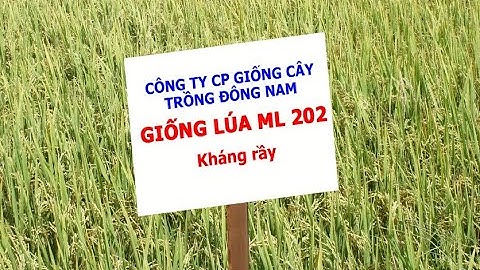Giới Thiệu Về Giống Lúa ML202 của Công Ty CP Giống Cây Trồng Đông Nam