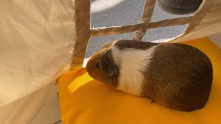 Just a guinea pig 🐹🧡❤️