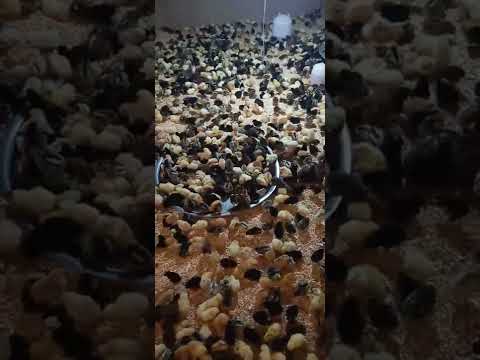 ممتوفر باذن الله 1500 فلوس عربي مع فيومي