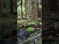 Hidden Forest River in the Ore Mountains 🌿 Crystal Clear Water &amp; Relaxing Nature Sounds #nature