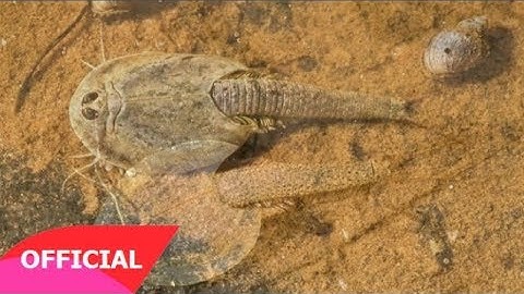 Loài tôm lạ sống trong sa mạc: 50 năm không có nước mà trứng vẫn nở tốt