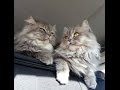11 things your cat would definitely tell you if he could