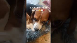 #music #fishing #beaglecrew #beaglebreed #puppy #lifeisbutadream #happybirthday #chill #pip #cute