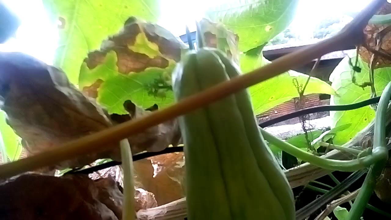 josef stalin Mostrando o pé de chuchu