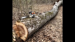 #17, Cutting down BOILER WOOD. BIG Shagbark Hickory!!