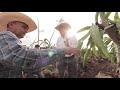 Poda de pitahayas en Guanajuato | Dr. Raúl Nieto Angel