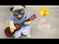 Best funny animals 2022   funniest puppies funny bestfunnypkanimals14