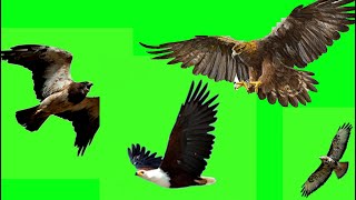 Realistic Eagle flying  green screen 4K 2024 |  No Copyright |
