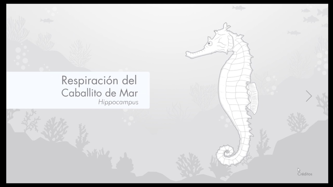 Como Respiran Los Caballitos De Mar