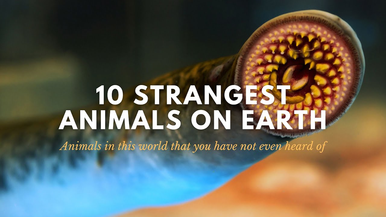 🌍 Exploring Nature's Quirks: Meet the 10 Strangest Animals on Earth! 🐾
