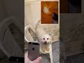 Mi perro Simba convirtió un WD-40 en un lanzallamas.   #parati #dog #lifehacks