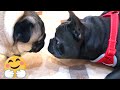 French Bulldog playing with Pug