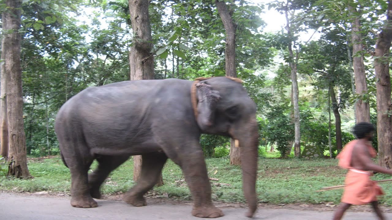 Konni Forest  and Idukki Wildlife Sanctuary Photogrphs