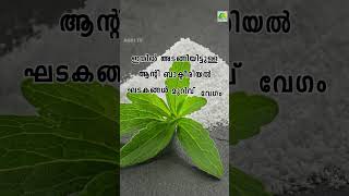 പഞ്ചസാരയോട് വിട! മധുരിക്കും ഈ തുളസി വീട്ടിൽ നടാം #stevia #thualsi #medicinalplants