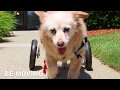Disabled Dogs Taking First Steps in Walkin' Wheels Wheelchairs!
