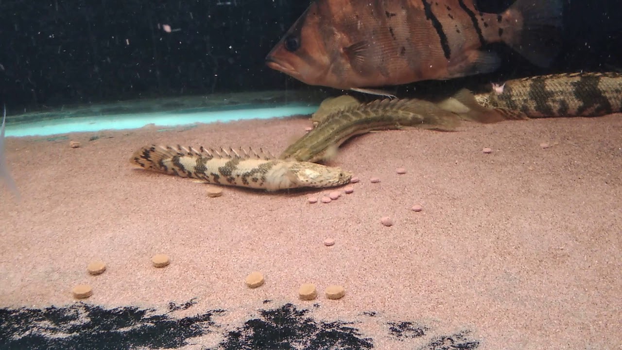 camera iphone 8 plus apk Poly bichir feeding clip