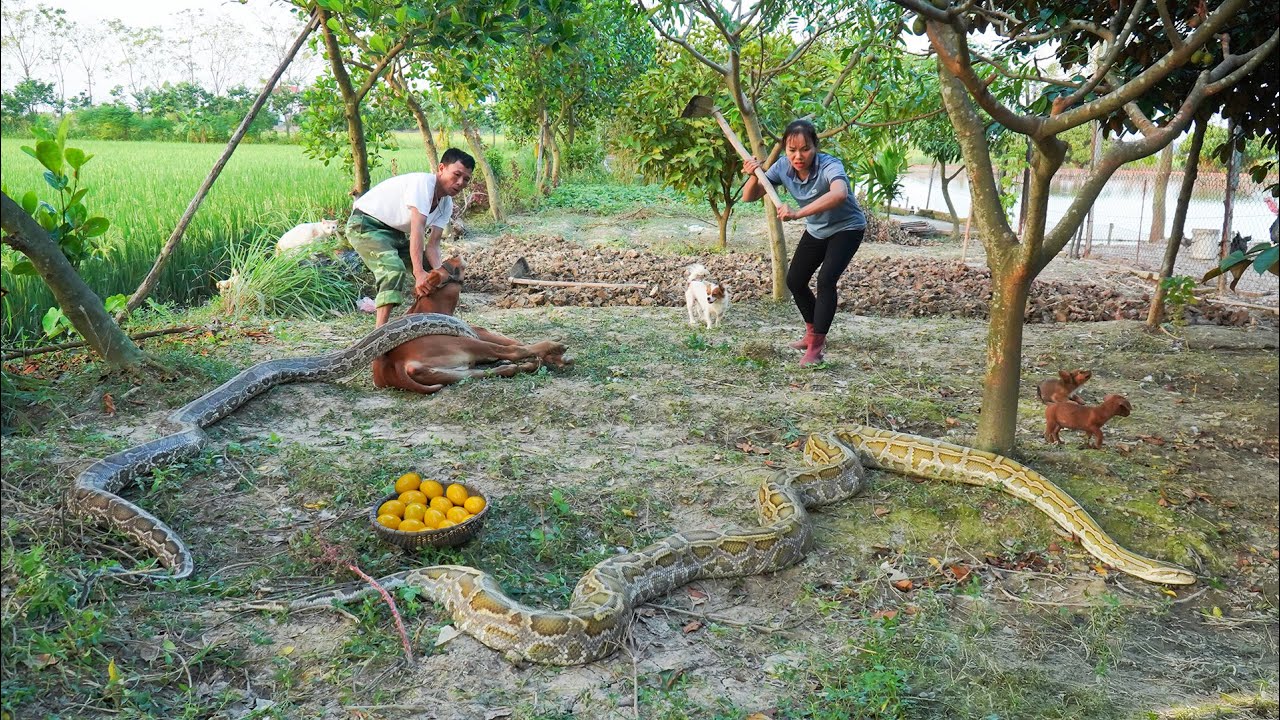 Terrifying Farm Rescue: Saving a Calf from a Giant Python — Shocking Eggs Discovered!(Full Process)
