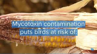 In One Minute Contamination By Mycotoxins And Leg Weakness In Poultry