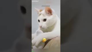 Zoomies Cat eats too fast - Animal Channel 🔥 Super Funny!