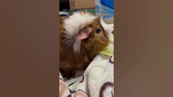 Adorable Guinea pig crunching lettuce sounds