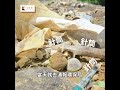大量 #醫療廢棄物 棄置 #新莊 產業道路！針筒、點滴罐沖入河　居民憂 #污染 下游農田