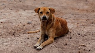 Unwavering Adaptability: Stray Dogs and Their Survival Instincts 🐾🌟