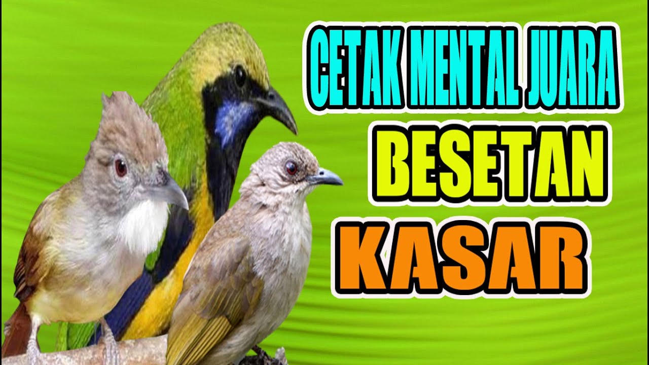 MASTERAN KASAR DAN ROLL TEMBAK KAPAS TEMBAK CUCAK JENGGOT CUCAK CUNGKOK  BIKIN JURI NGELIRIK