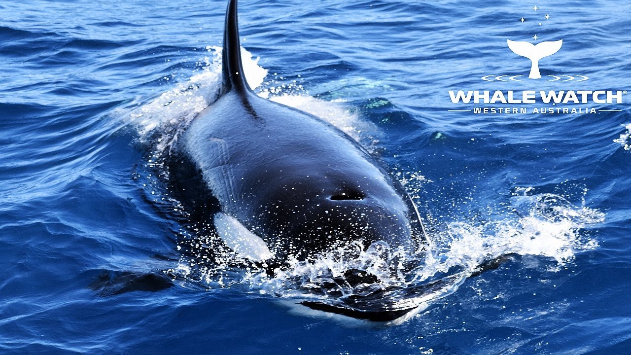 Bremer Canyon Wildlife Expeditions