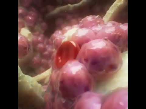 Video: Kje se pojavi hematopoeza?