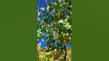 Aspen Leaves in Autumn www.OurGardenGate.com