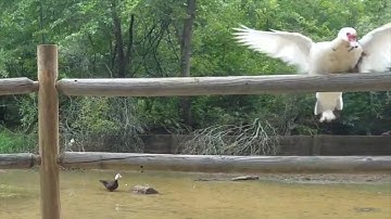 Ethogram Behaviors Visual Description