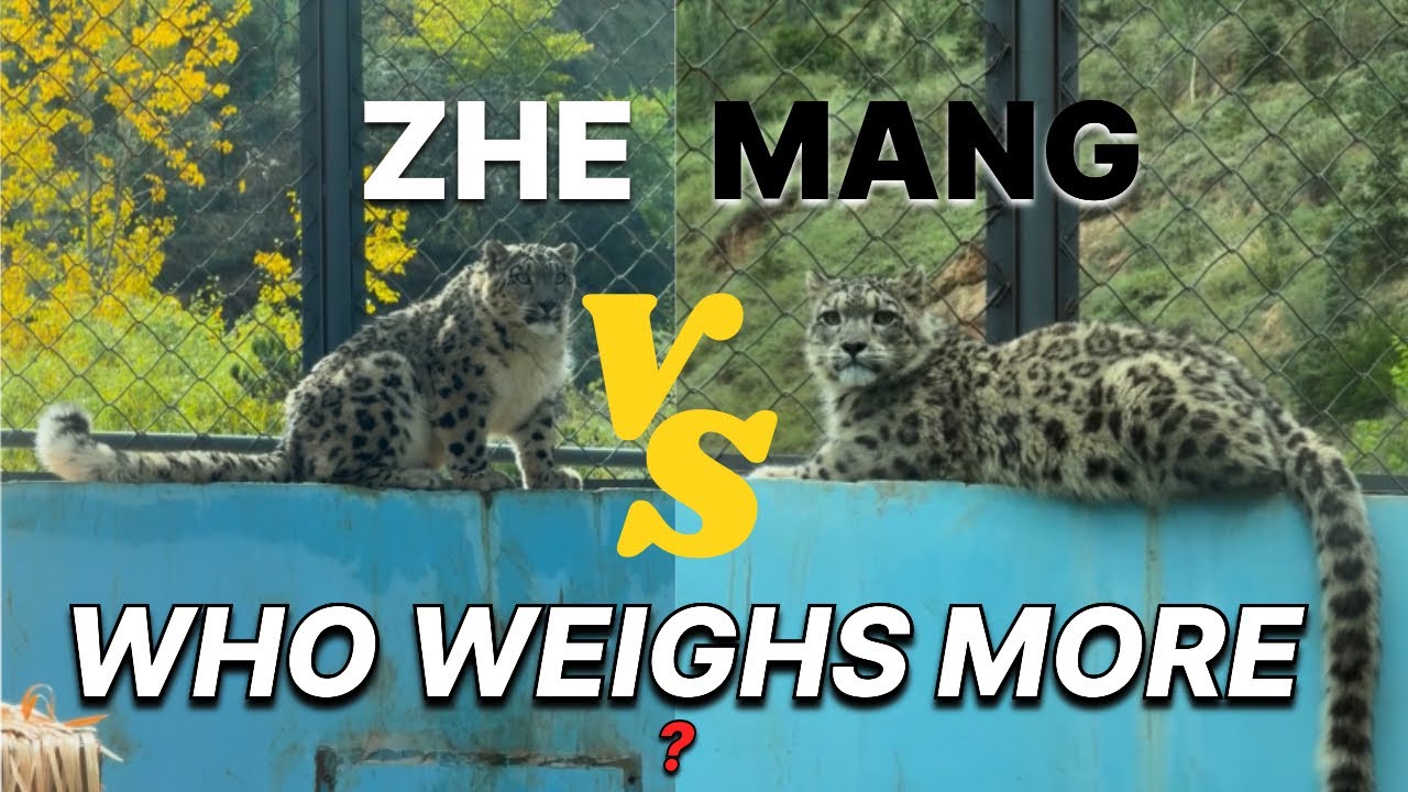 Growing Strong Together: Xiaozhe and Xiaomang’s Latest Weigh-In