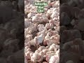 Rajveer jawanda virl song Cheema poultry farm